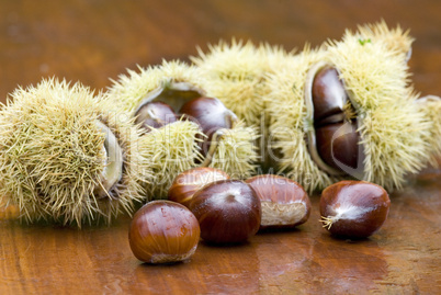 chestnut still life