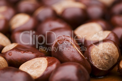 chestnuts in autmn