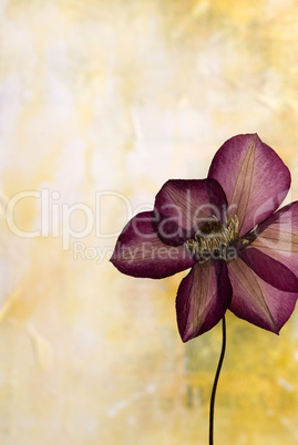 pressed clematis flower