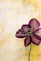 pressed clematis flower