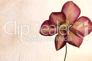 pressed clematis flower