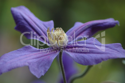 Clematis