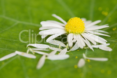 daisy flower