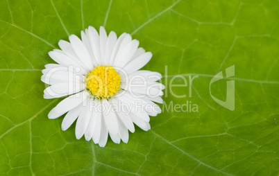 daisy flower