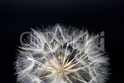 Dandelion flower