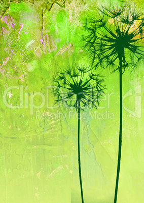 dandelion flower illustration