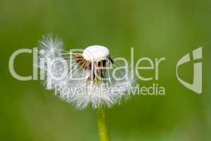 Dandelion Flower
