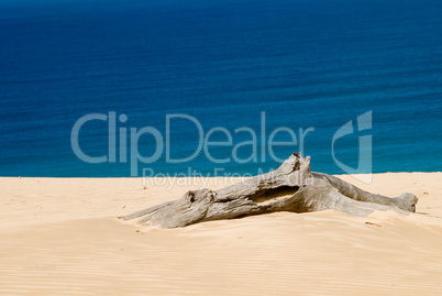 Dune at Rainbow Beach/Queensland/Australia