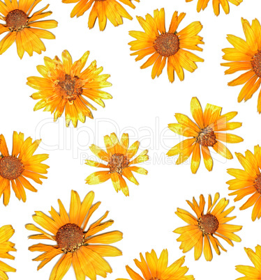 Flower background