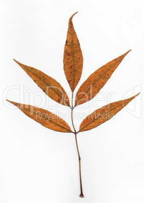 Pressed leaf