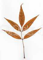 Pressed leaf
