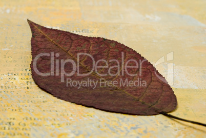 Dry leaf