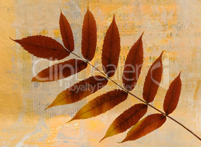 Dry leaf