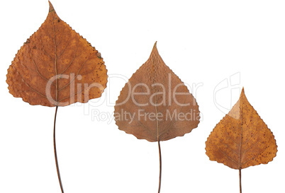 Pressed leafs