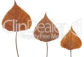 Pressed leafs