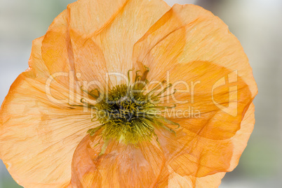 dry poppy flower