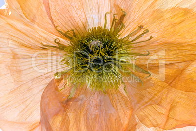 dry poppy flower