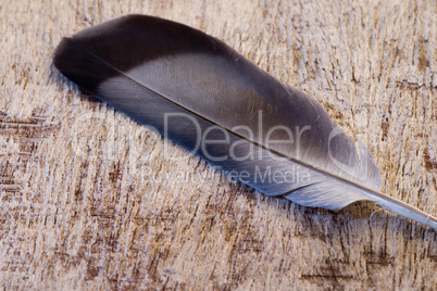 driftwood plank with feather