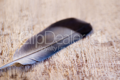 driftwood plank with feather