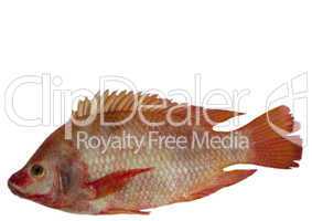 Red Snapper