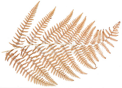 dried fern  leaf