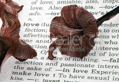 Dry Amaryllis on book