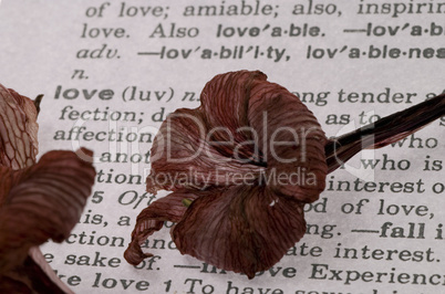 Dry Amaryllis on book