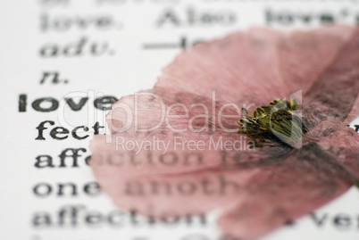 poppy flower on book