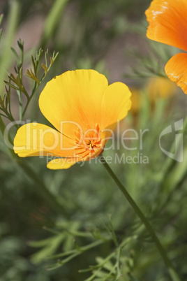 Goldmohn