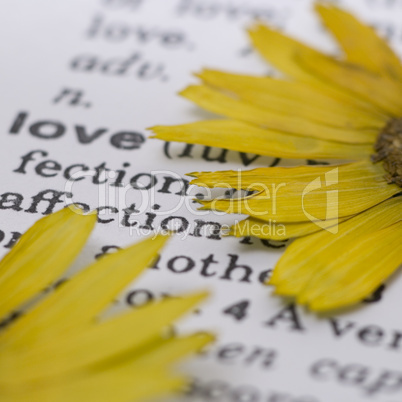 flower on book