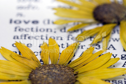 flower on book