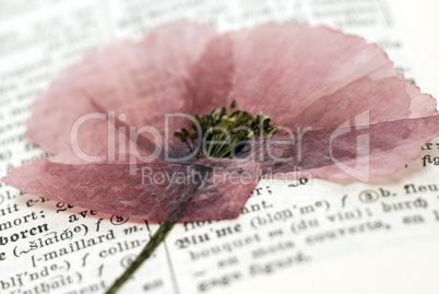 flower on dictionary