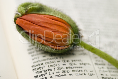 poppy flower on dictionary