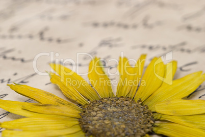 pressed flower on letter