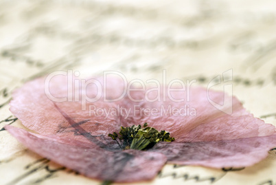 pressed flower on letter