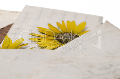 pressed flower in letter