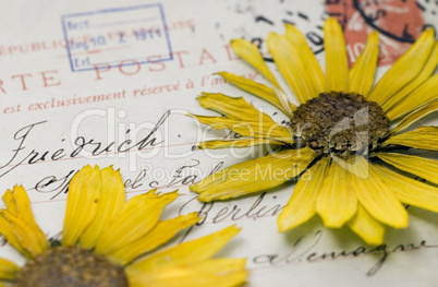 pressed flower on postcard