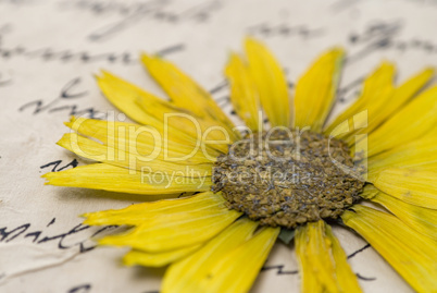 pressed flower on letter
