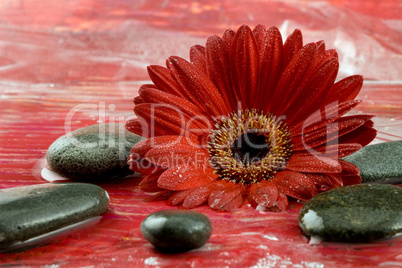 red gerbera flower