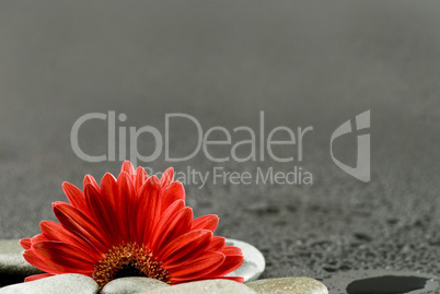 red gerbera flower with pebble