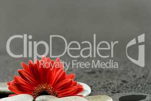 red gerbera flower with pebble