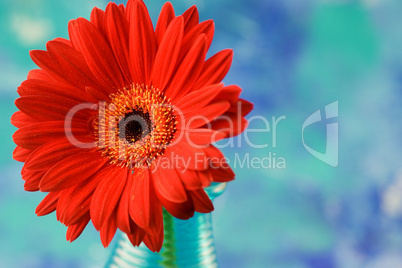 red gerbera