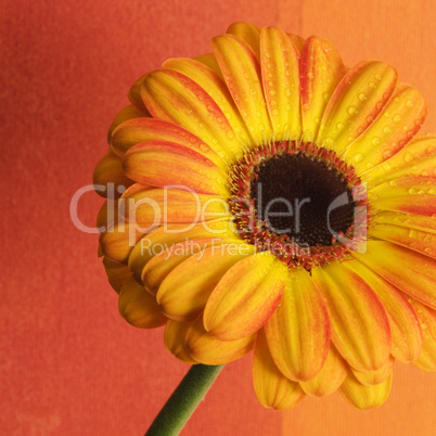 Orange flower