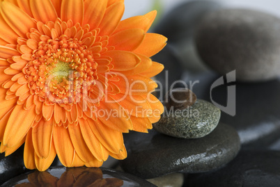 orange Gerbera flower