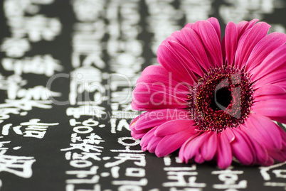 gerbera on chinese background