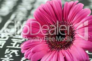 gerbera on chinese background