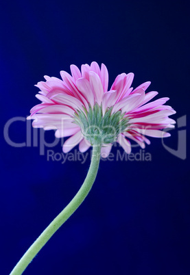 gerbera flower