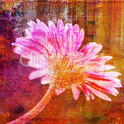 gerbera flower illustration