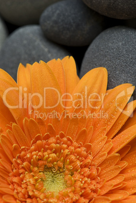 orange gerbera daisy