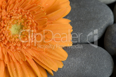 orange gerbera daisy